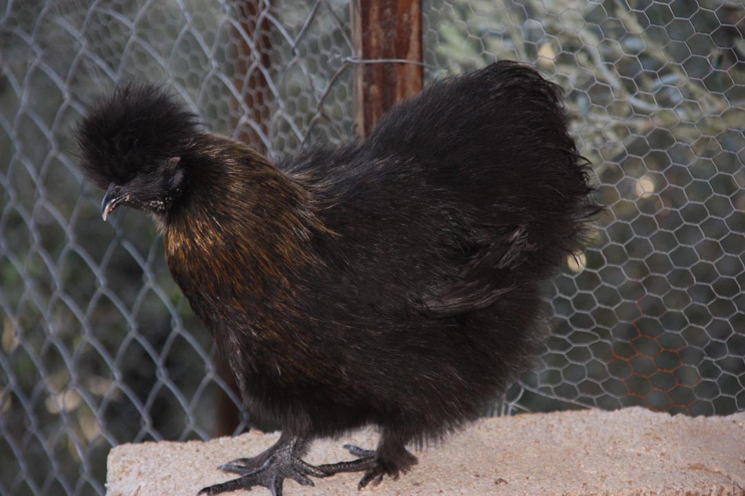 Seidenhuhn / Silkie